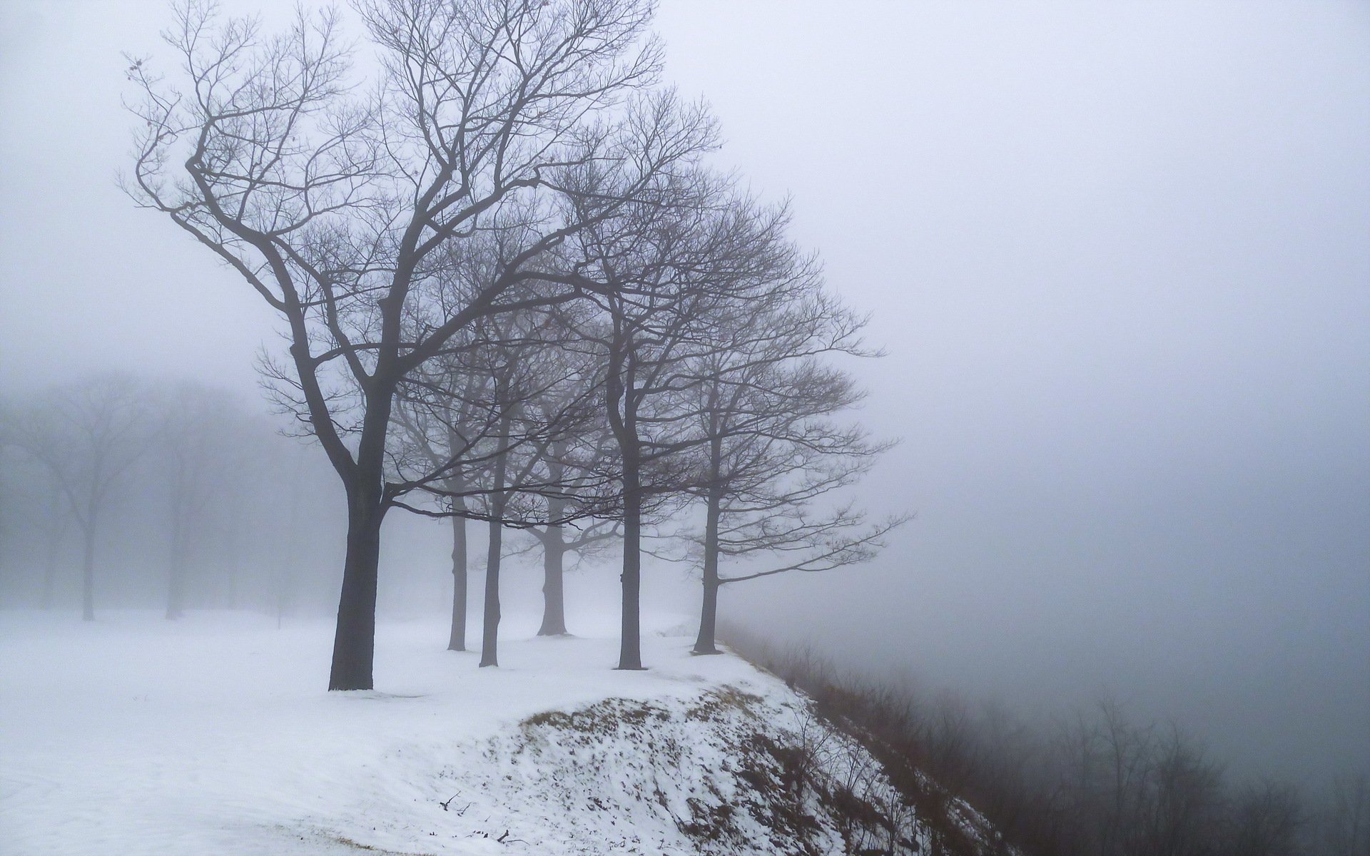 dry, Branches, Edge, Fog, Mountain, Nature, Snow, Snowstorm, Tree, Trees, Wind, Winter Wallpaper