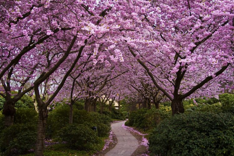 flowering, Trees, Cherry, Flowers, Park, Walkway, Shrubs, Japan HD Wallpaper Desktop Background