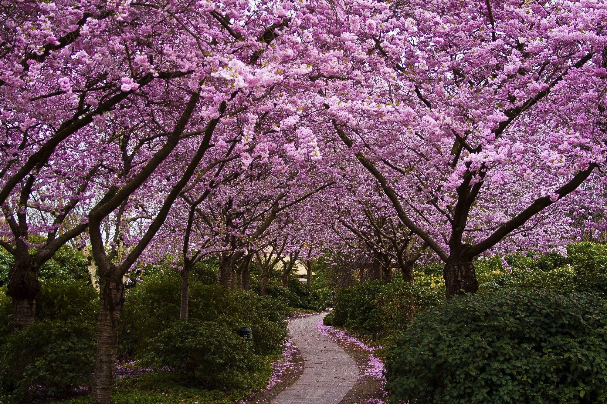 flowering, Trees, Cherry, Flowers, Park, Walkway, Shrubs, Japan Wallpaper