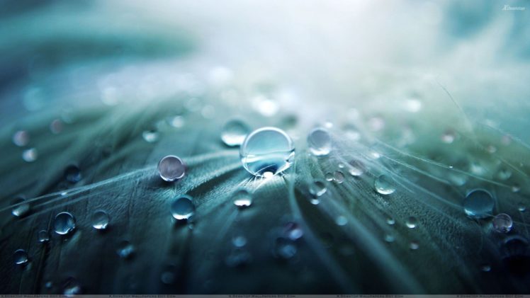 water, Drops, Closeup HD Wallpaper Desktop Background