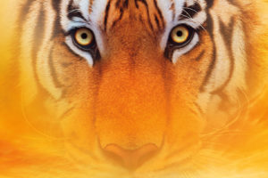life of pi, Tiger, Tigers