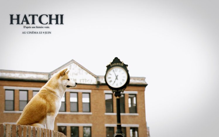 hachiko, Dog HD Wallpaper Desktop Background