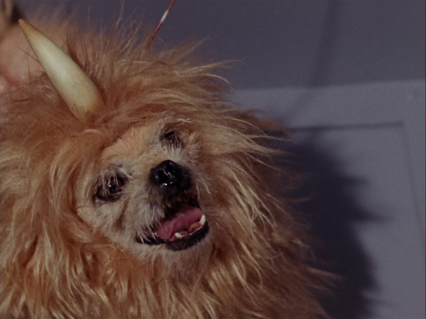 star, Trek, Sci fi, Action, Adventure, Television, The enemy within,  119 Wallpaper