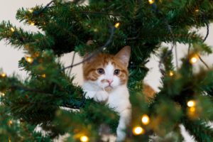 kitten, Cat, Red, Tree, Cat, White, Christmas
