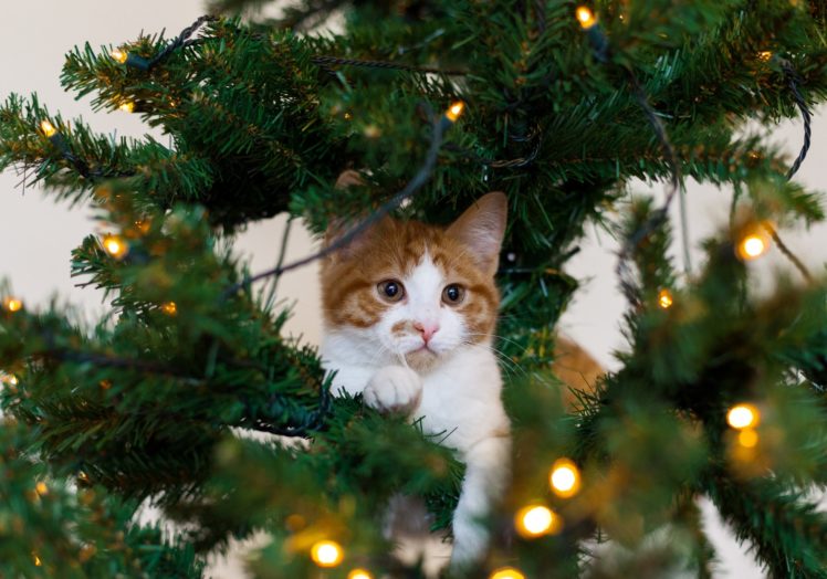 kitten, Cat, Red, Tree, Cat, White, Christmas HD Wallpaper Desktop Background