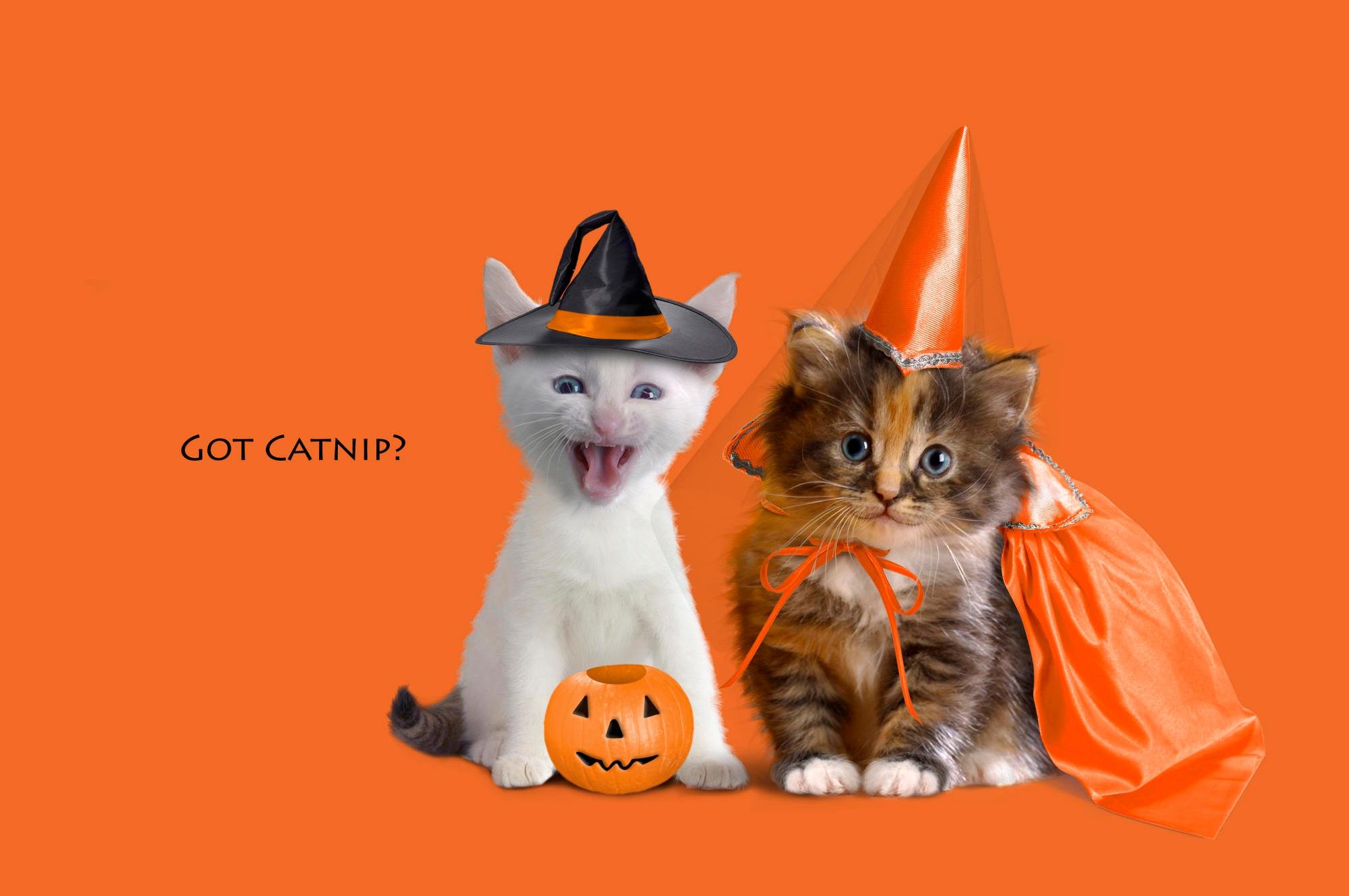 halloween, Gk Wallpaper