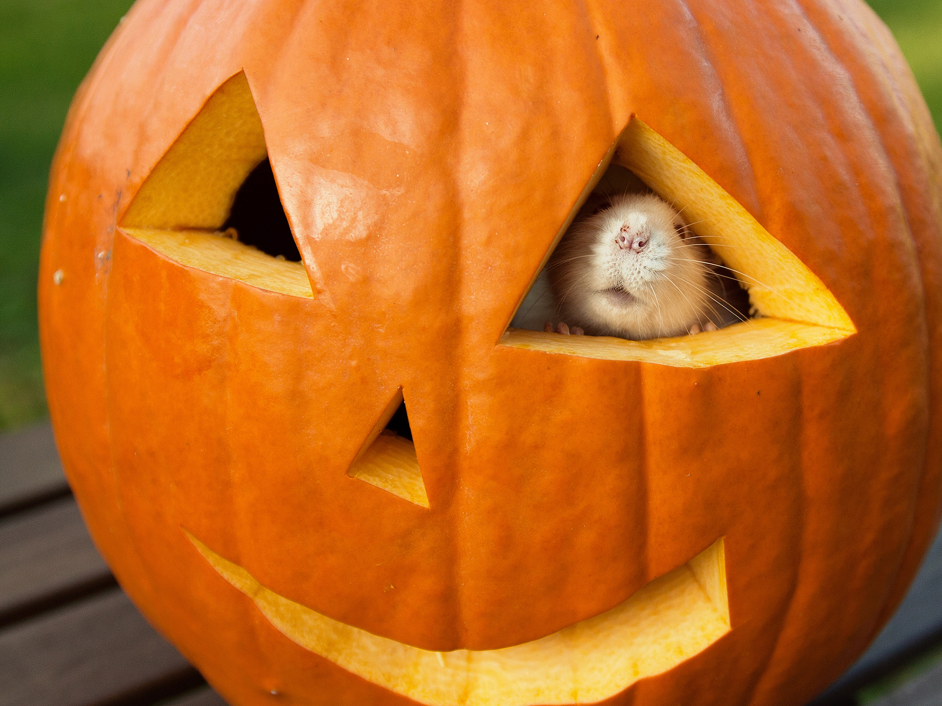 halloween, Rs Wallpaper