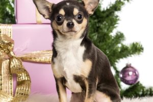 chihuahua, New, Year, Boxes, Gifts, Christmas