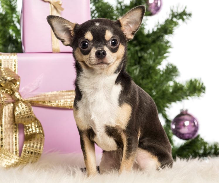 chihuahua, New, Year, Boxes, Gifts, Christmas HD Wallpaper Desktop Background