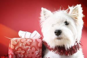 christmas, New, Year, Holiday, Dog