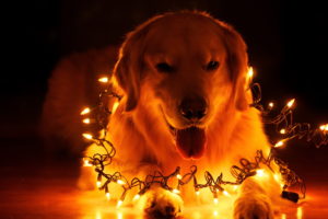 dog, Holiday, Home, Christmas, Bokeh