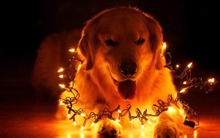 dog, Holiday, Home, Christmas, Bokeh HD Wallpaper Desktop Background