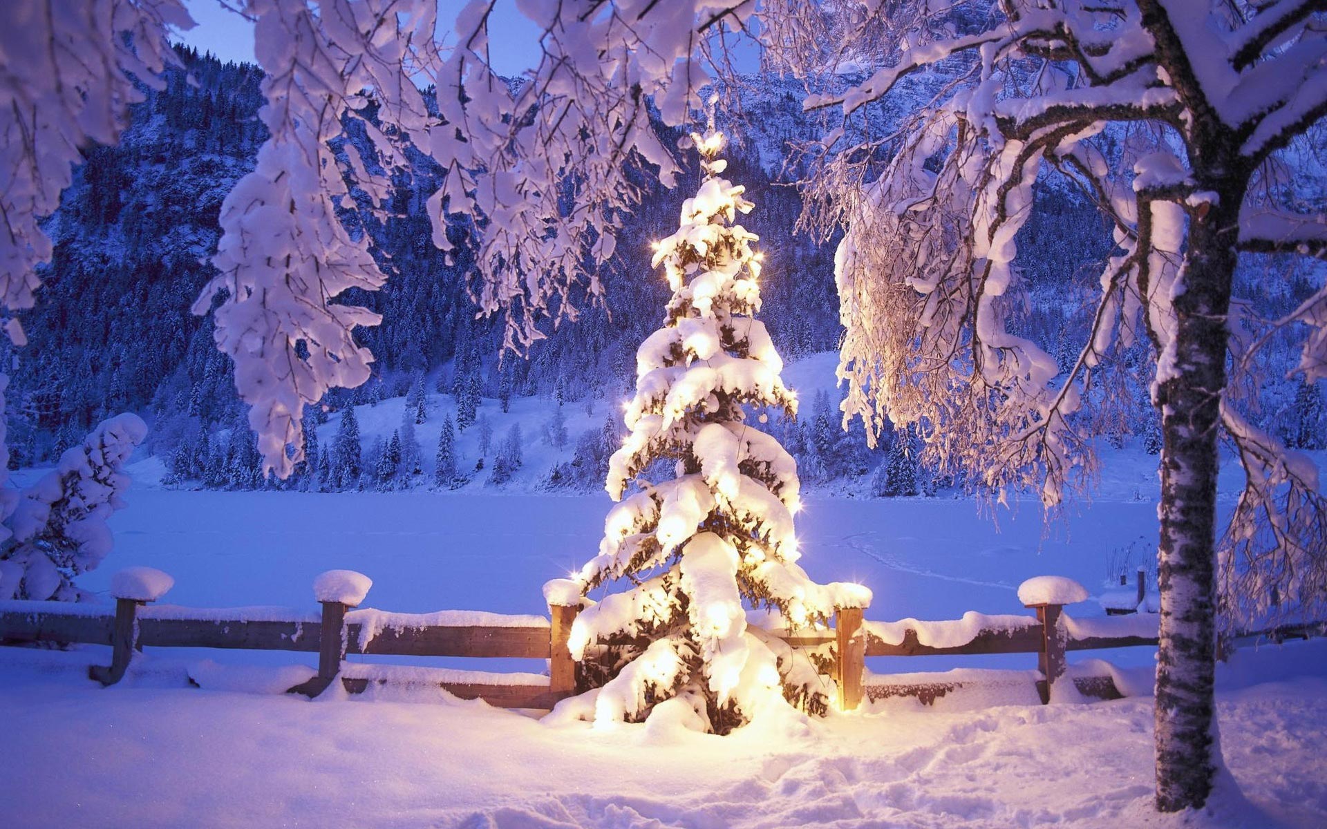 christmas, Winter, Snow, Forest Wallpaper