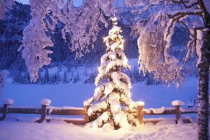 winter, Snow, Christmas, Trees