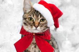 cats, Christmas,  , New, Year,  , Glance, Bowknot, Animals