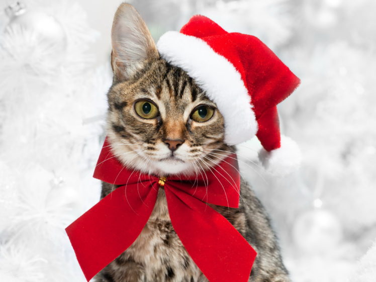 cats, Christmas,  , New, Year,  , Glance, Bowknot, Animals HD Wallpaper Desktop Background