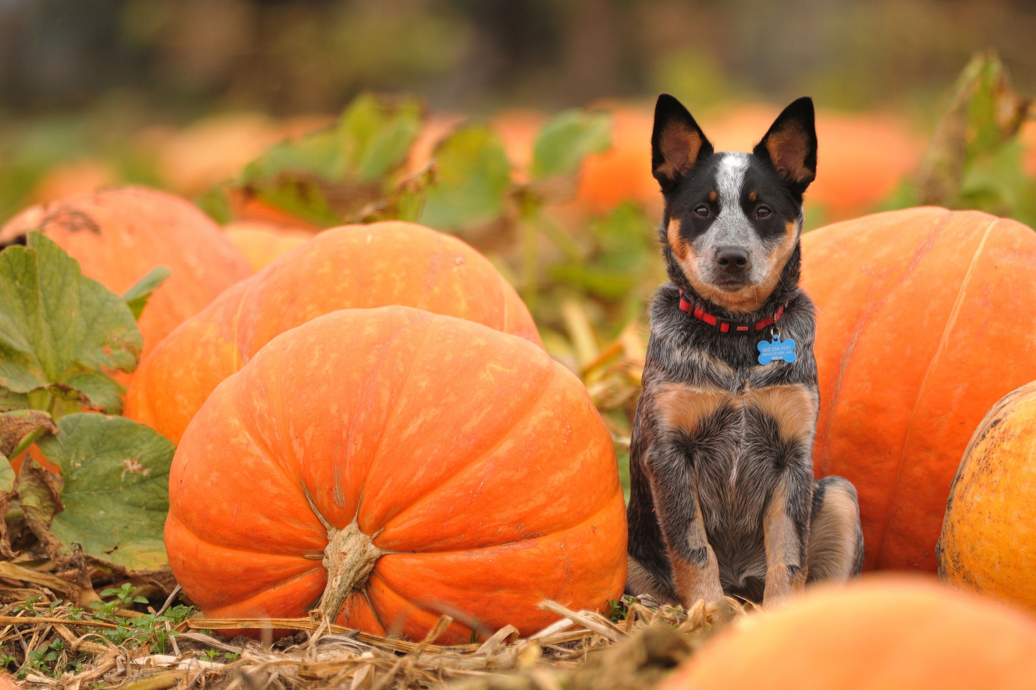 dogs, Pumpkin, Autumn, Halloween Wallpaper