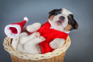 dogs, Christmas,  , New, Year,  , Puppy, Animals