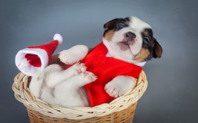 dogs, Christmas,  , New, Year,  , Puppy, Animals HD Wallpaper Desktop Background