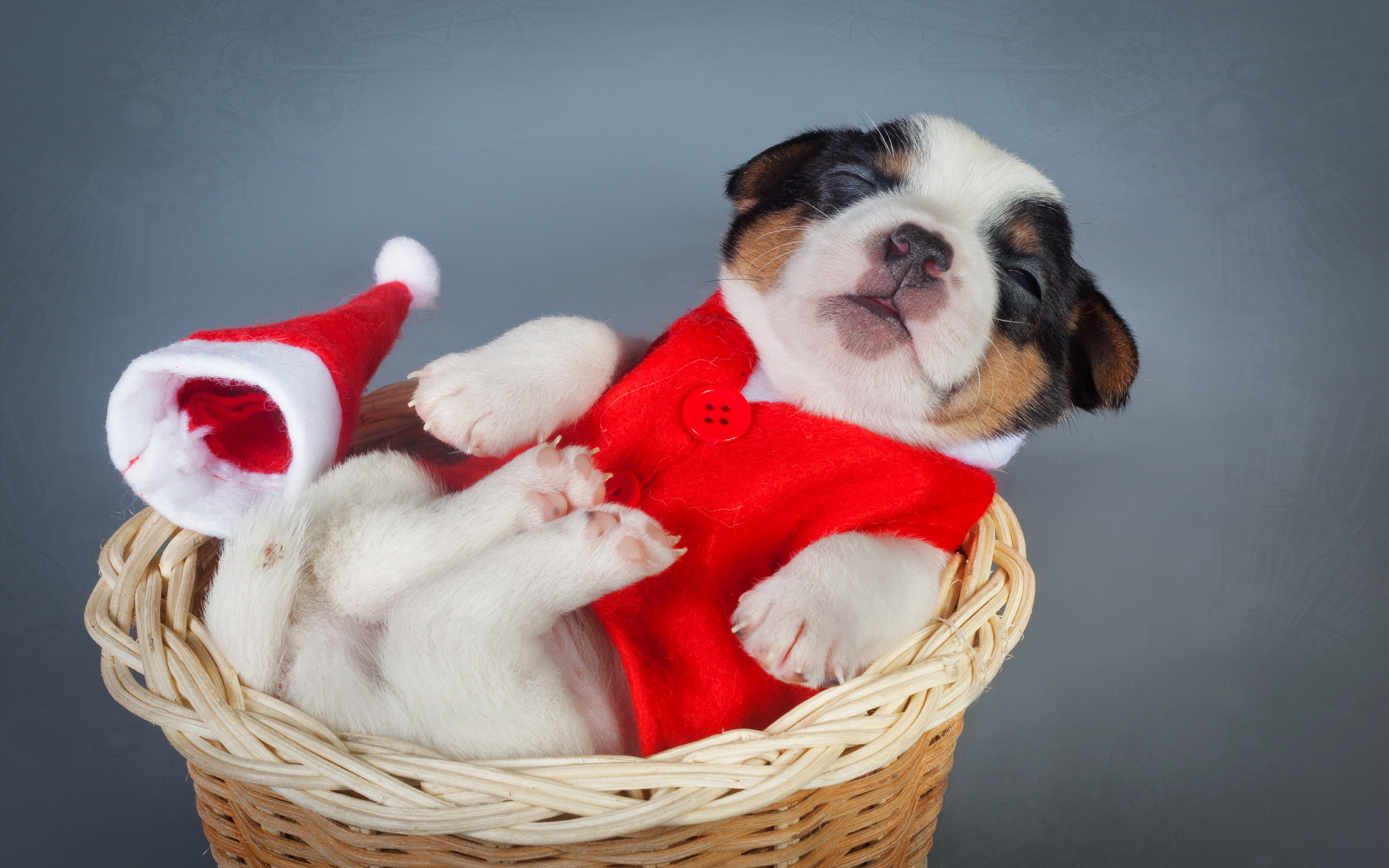 dogs, Christmas,  , New, Year,  , Puppy, Animals Wallpaper