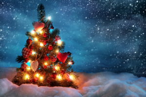 holidays, Christmas, Christmas trees