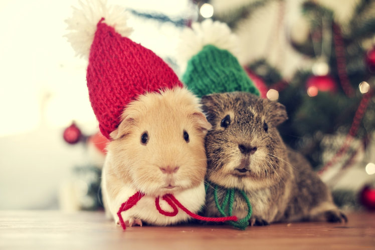 tree, Sweet, Animals, Christmas, Cute, Bokeh HD Wallpaper Desktop Background