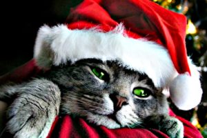holidays, Christmas, Cats