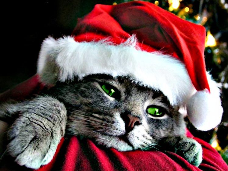 holidays, Christmas, Cats HD Wallpaper Desktop Background