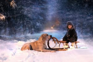 holidays, Christmas, Winter, Snow, Seasons, Seasonal, Roads, Snowing, Snowflakes, Trees, Forest, Night, Lights, Animals, Dogs, Children, Mood, Fun, Sled, Vehicles, Friends, Love, Scenic, Photography