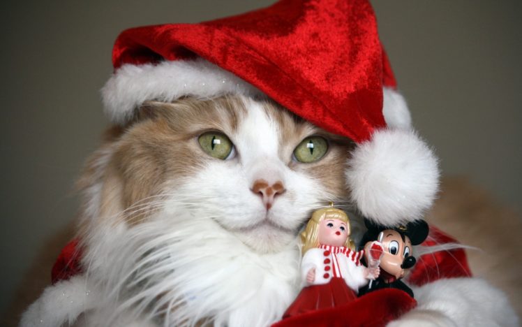 holidays, Christmas, Seasonal, Cats HD Wallpaper Desktop Background