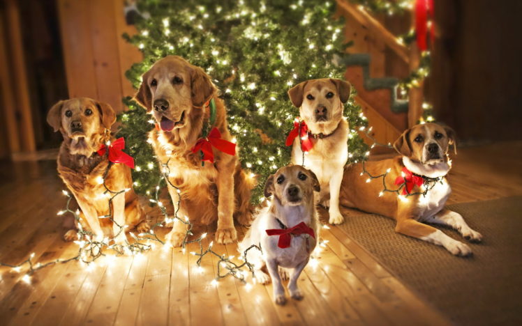 holidays, Christmas, Seasonal, Dogs HD Wallpaper Desktop Background