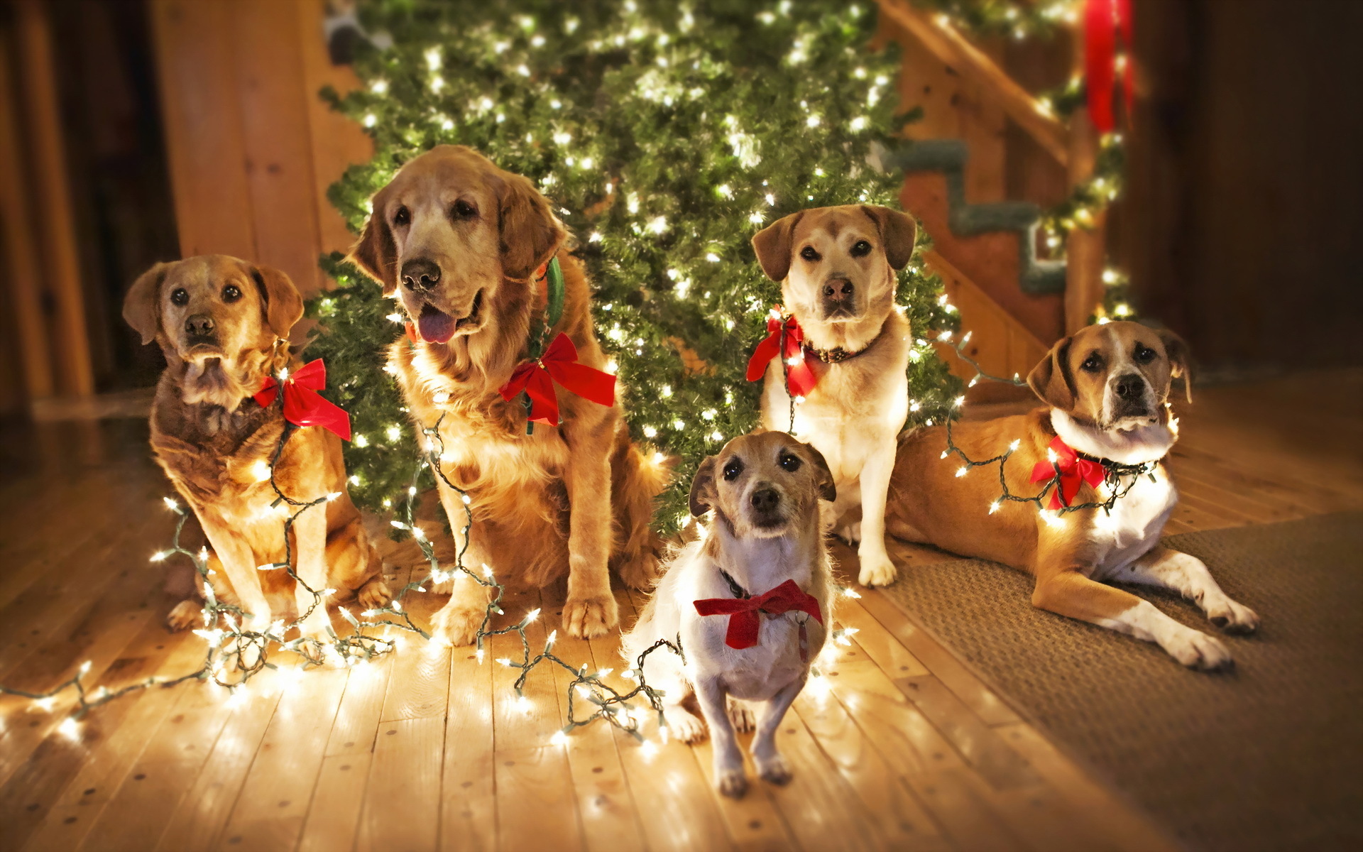 holidays, Christmas, Seasonal, Dogs Wallpapers HD / Desktop and Mobile