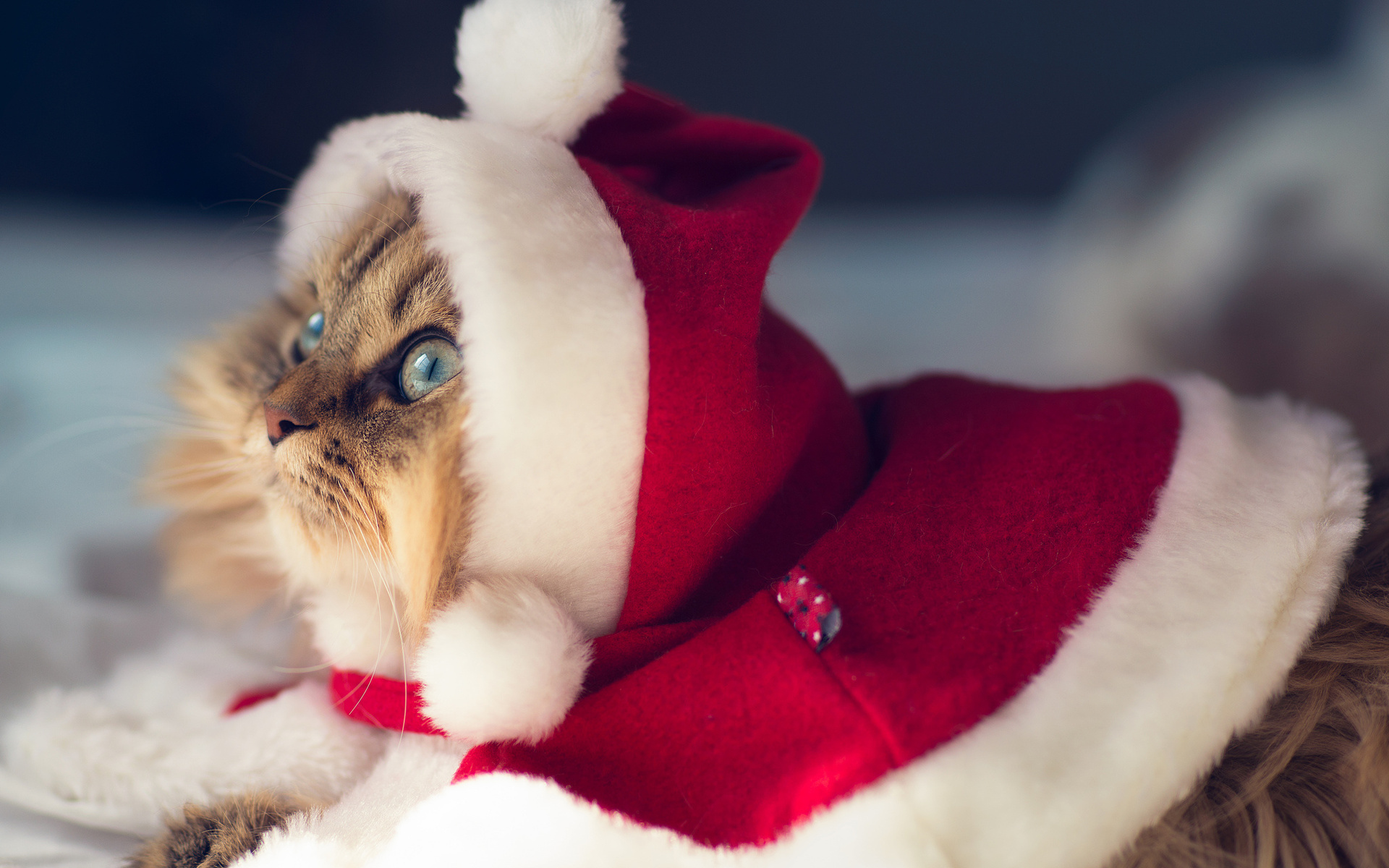 holidays, Christmas, Seasonal, Cats Wallpaper