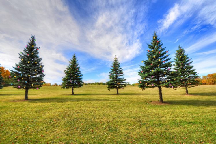park, Field, Fir, Trees, Landscape HD Wallpaper Desktop Background