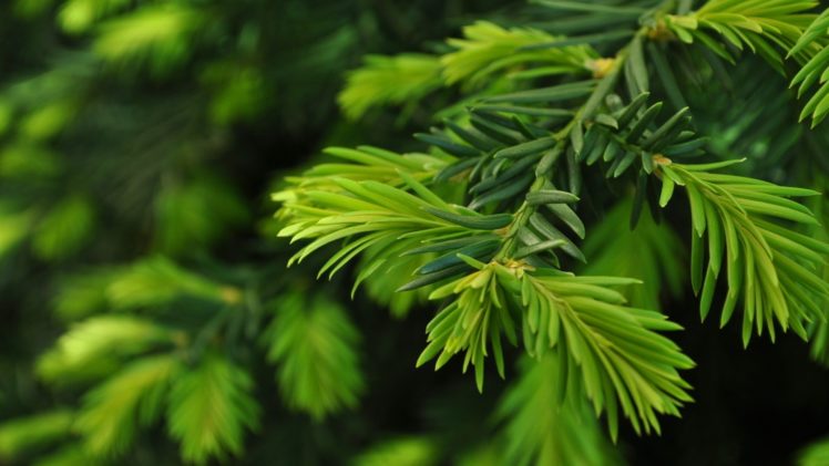 green, Nature, Trees, Christmas, Trees, Pine, Trees HD Wallpaper Desktop Background