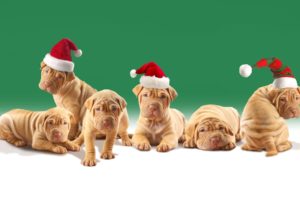 holidays, Christmas, Seasonal, Animals, Dogs, Puppy
