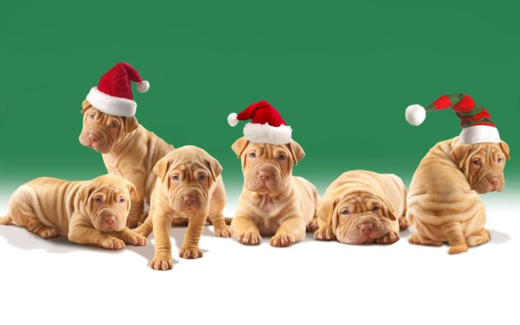holidays, Christmas, Seasonal, Animals, Dogs, Puppy HD Wallpaper Desktop Background
