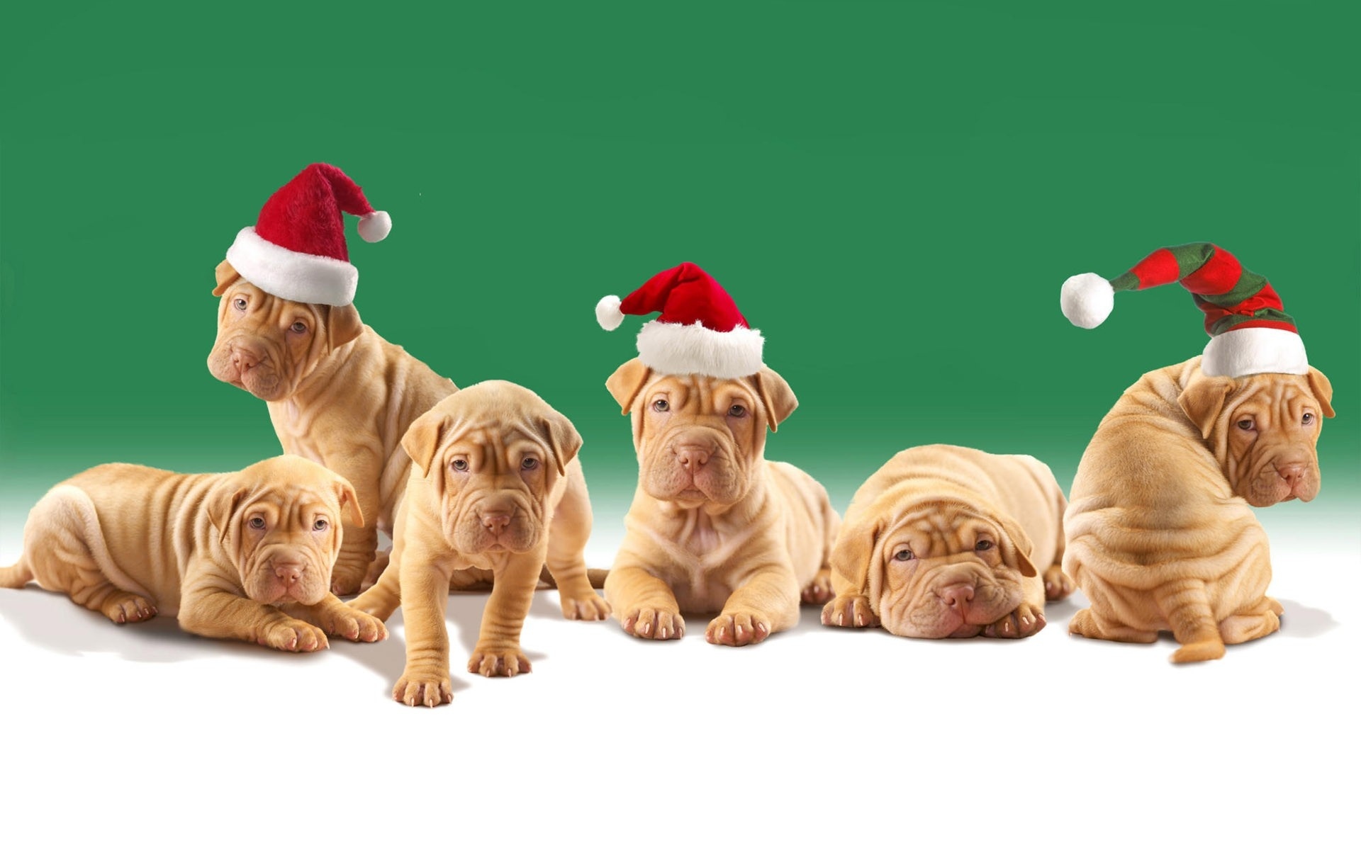 holidays, Christmas, Seasonal, Animals, Dogs, Puppy Wallpaper