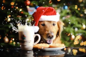 holidays, Christmas, Seasonal, Splash, Drops, Dogs