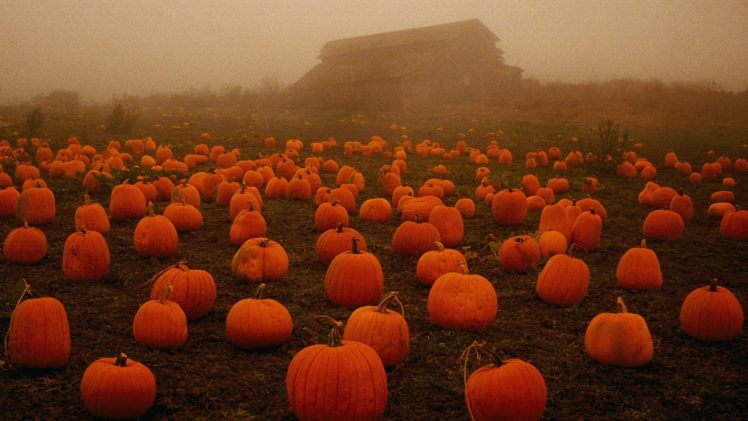 halloween, Fog, Spooky, Pumpkins HD Wallpaper Desktop Background