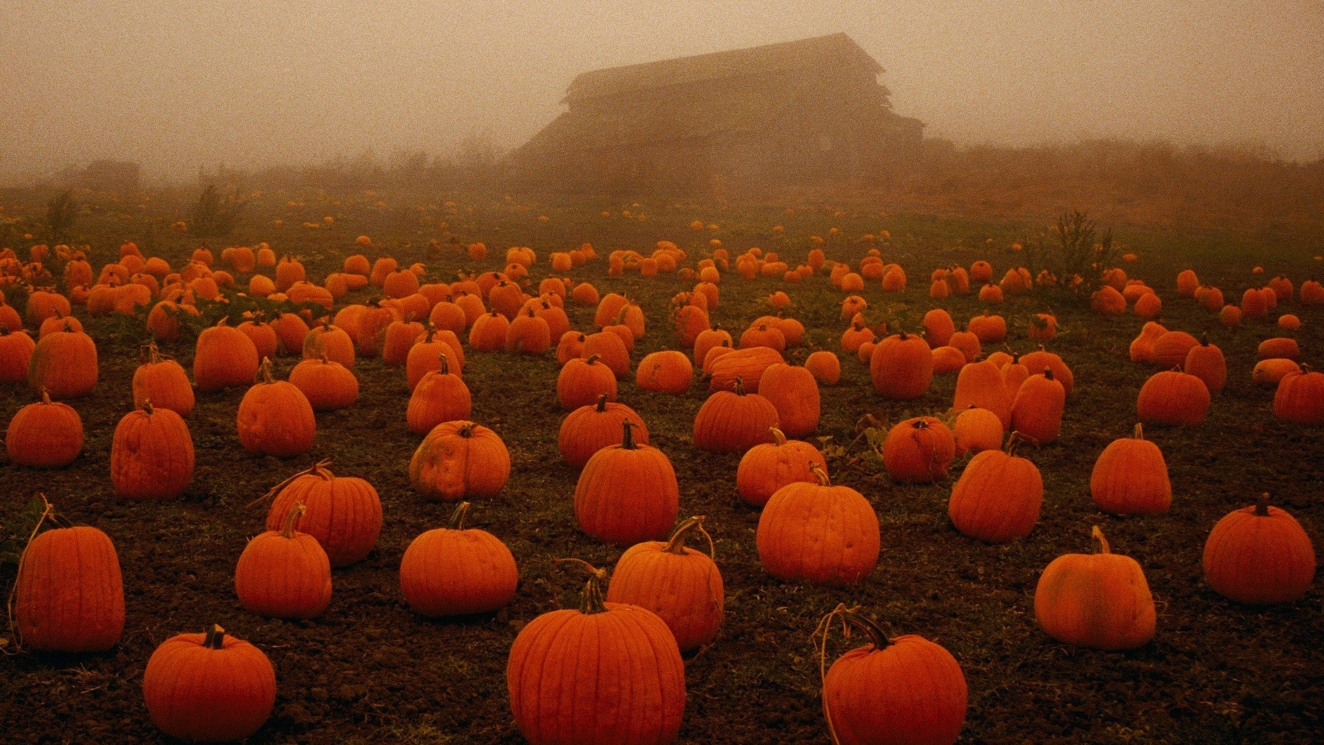 halloween, Fog, Spooky, Pumpkins Wallpaper