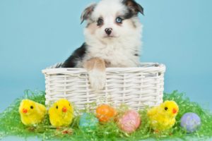 dogs, Holidays, Easter, Chickens, Puppy, Wicker, Basket, Eggs, Animals