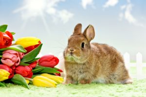 flower, Rabbit, Easter
