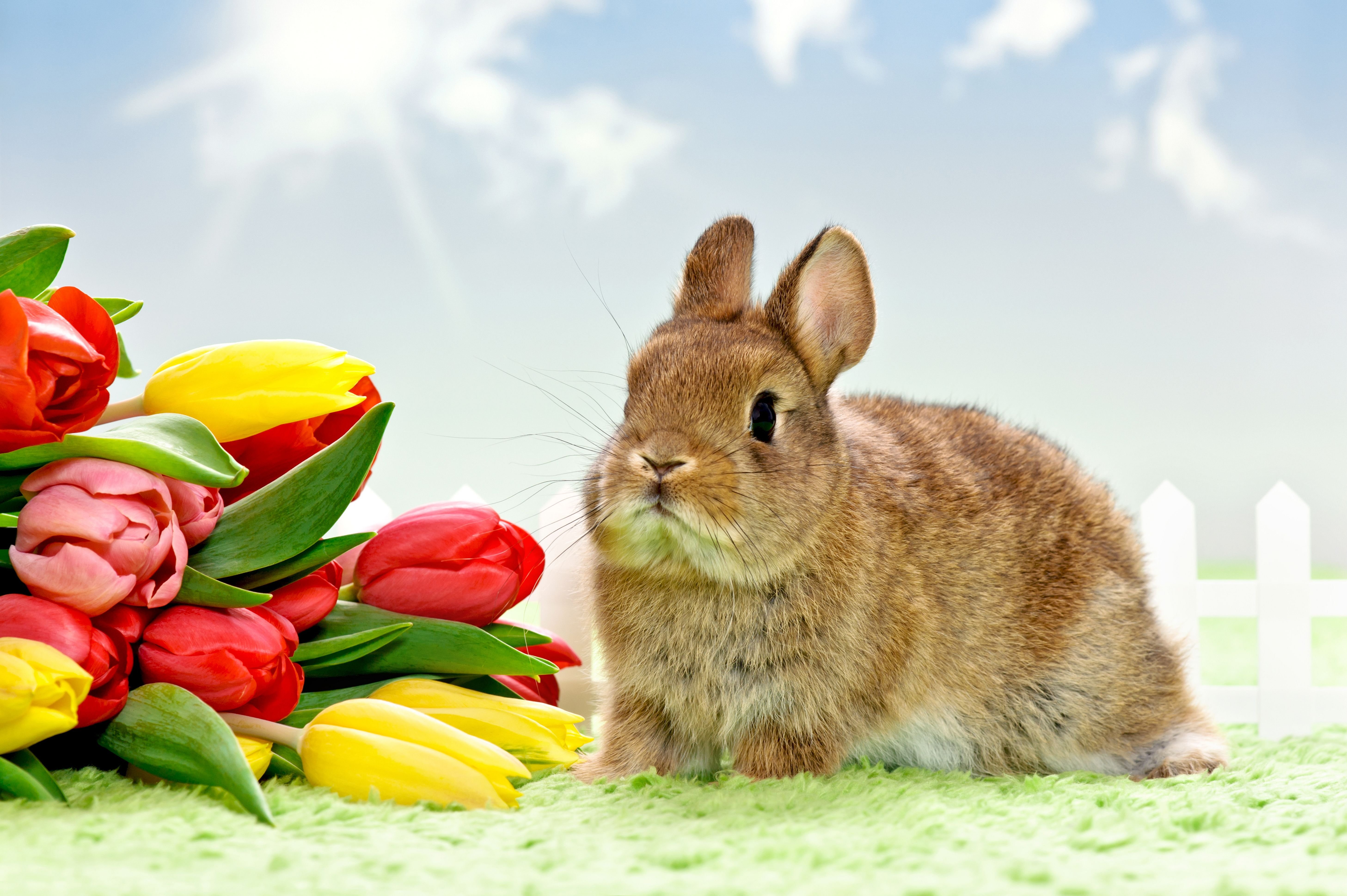 flower, Rabbit, Easter Wallpaper