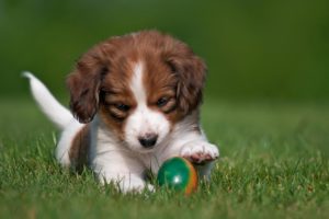 dog, Puppy, Nature, Grass, Egg, Koikerhonde, Easter