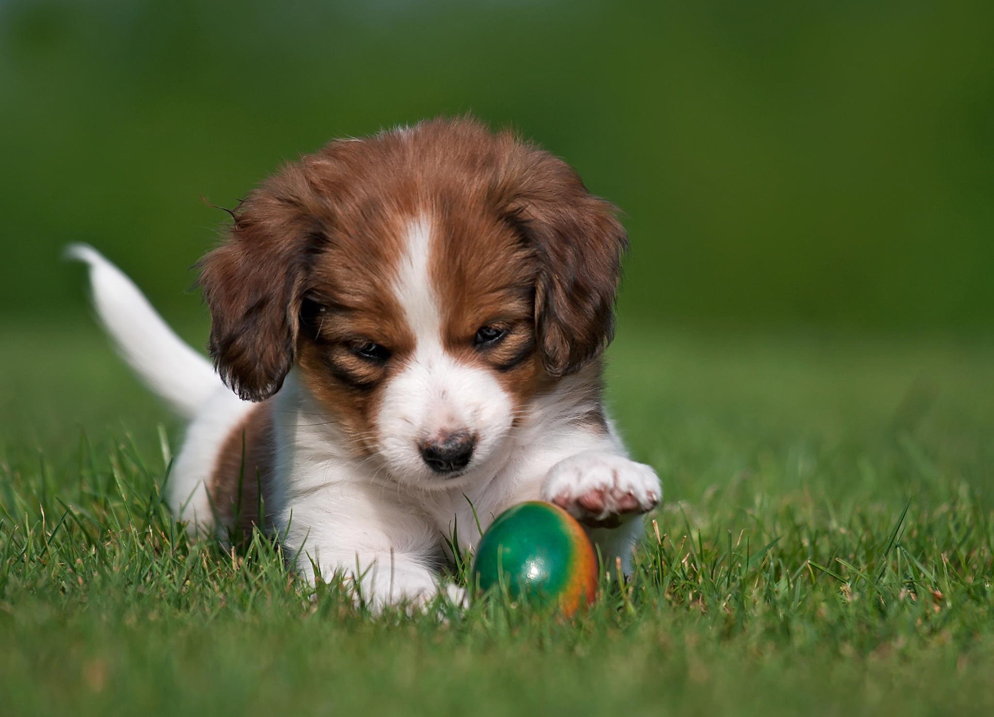 dog, Puppy, Nature, Grass, Egg, Koikerhonde, Easter Wallpaper