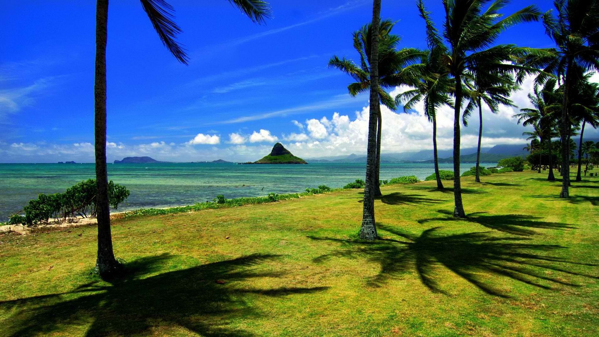 hawaii, Palm, Trees, Hats, Oahu Wallpaper