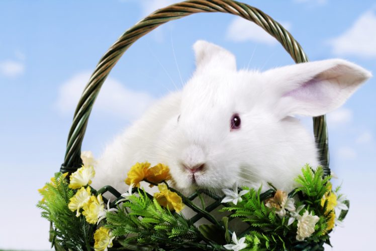 rabbits, Wicker, Basket, Animals, Rabbit, Easter HD Wallpaper Desktop Background