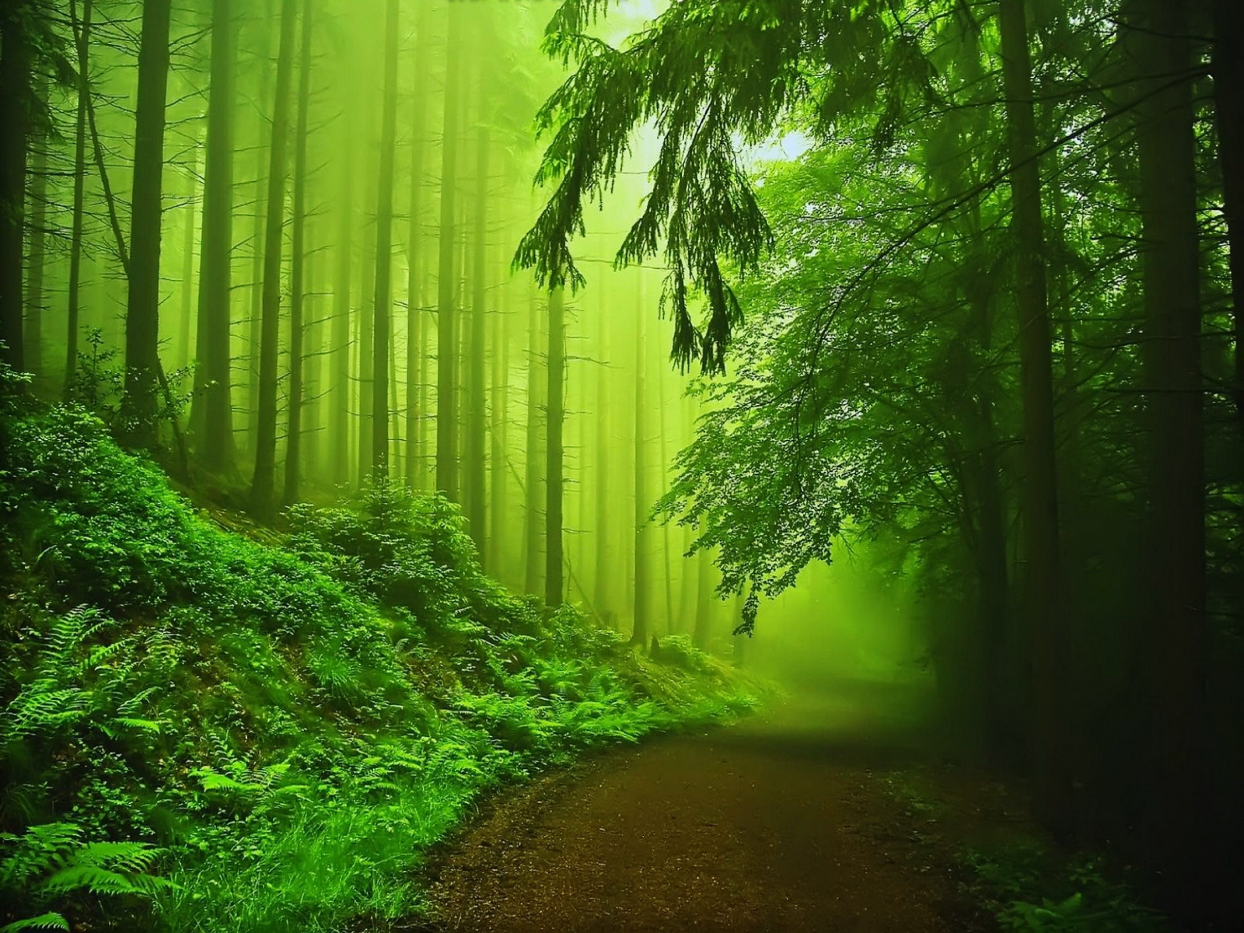 15 Greatest desktop background green nature You Can Download It free ...