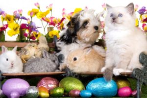 kitten, Dog, Puppy, Rabbits, Chickens, Eggs, Flowers, Easter